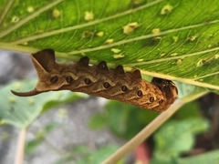 Agrius cingulata