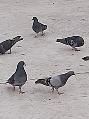 Columba livia