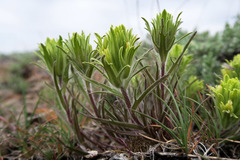 Castilleja oresbia