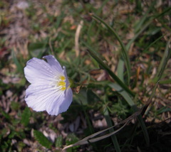 Linum alpinum