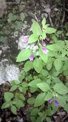 Clinopodium grandiflorum