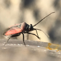 Lopidea minima