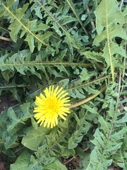 Taraxacum officinale
