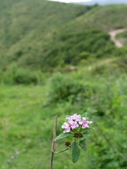 Lantana fucata