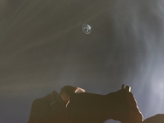 Craspedacusta sowerbii