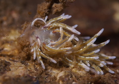 Rubramoena rubescens