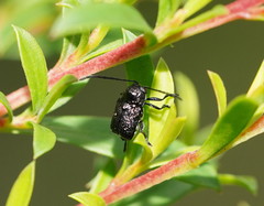 Aporocera scabrosa