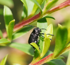 Aporocera scabrosa