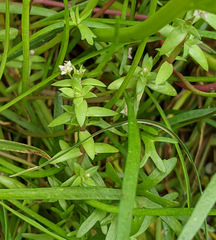Crassula helmsii