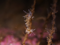 Rubramoena rubescens
