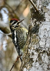 Sphyrapicus varius image