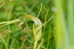 Pterostylis falcata