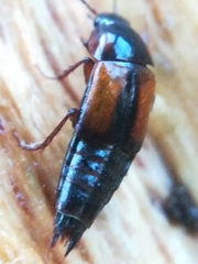 Tachinus subterraneus
