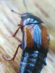Tachinus subterraneus