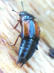 Tachinus subterraneus