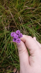 Carphephorus pseudoliatris