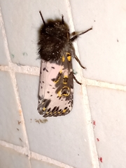 Xanthopastis timais
