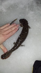 Necturus maculosus