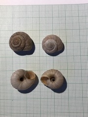 Oreohelix strigosa depressa