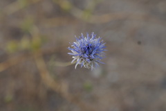 Jasione heldreichii