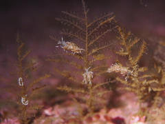 Rubramoena rubescens