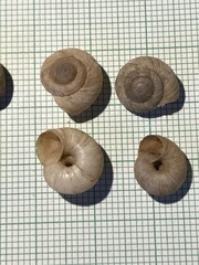 Oreohelix strigosa depressa