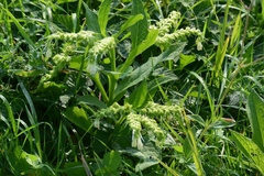 Symphytum officinale