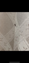 Stegomyia