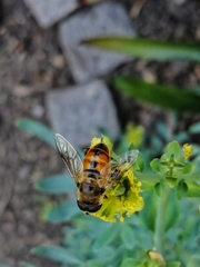 Eristalis tenax