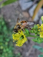 Eristalis tenax