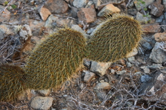 Opuntia pycnantha