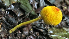 Leucocoprinus brunneoluteus