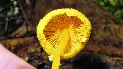 Leucocoprinus brunneoluteus