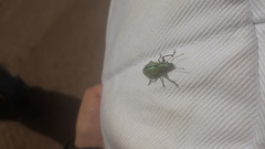 Naupactus verecundus