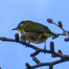 Zosterops japonicus