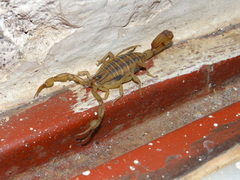 Centruroides mascota