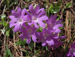 Primula clusiana