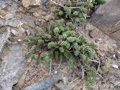 Bajacalia tridentata