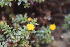 Bajacalia tridentata