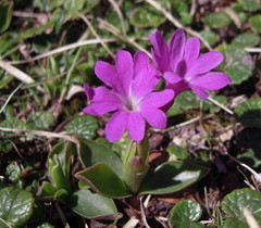 Primula clusiana