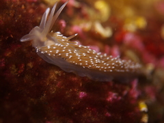 Coryphella