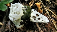 Staheliomyces cinctus