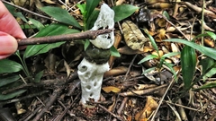 Staheliomyces cinctus