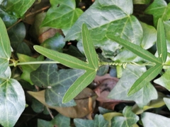 Passiflora caerulea