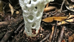 Staheliomyces cinctus