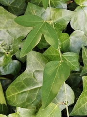 Passiflora caerulea