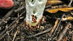 Staheliomyces cinctus