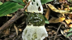 Staheliomyces cinctus