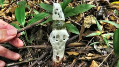 Staheliomyces cinctus