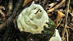 Staheliomyces cinctus